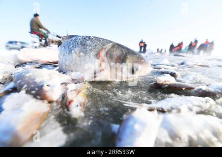 201227 -- FUHAI, 27 dicembre 2020 -- foto mostra pesci catturati dai pescatori durante la pesca invernale sul lago congelato Ulunggur nella contea di Fuhai, regione autonoma Xinjiang Uygur della Cina nordoccidentale, 27 dicembre 2020. Ogni anno, i pescatori seguono il tradizionale metodo di pesca invernale mettendo sotto il ghiaccio una rete gigante per pescare sul lago Frozon Ulunggur, uno dei dieci laghi d'acqua dolce più grandi della Cina. CHINA-XINJIANG-FUHAI-ULUNGGUR LAGO-PESCA INVERNALE CN SADAT PUBLICATIONXNOTXINXCHN Foto Stock