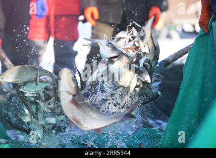 201227 -- FUHAI, 27 dicembre 2020 -- foto mostra pesci catturati dai pescatori sul lago congelato Ulunggur nella contea di Fuhai, regione autonoma Xinjiang Uygur della Cina nordoccidentale, 27 dicembre 2020. Ogni anno, i pescatori seguono il tradizionale metodo di pesca invernale mettendo sotto il ghiaccio una rete gigante per pescare sul lago Frozon Ulunggur, uno dei dieci laghi d'acqua dolce più grandi della Cina. CHINA-XINJIANG-FUHAI-ULUNGGUR LAGO-PESCA INVERNALE CN SADAT PUBLICATIONXNOTXINXCHN Foto Stock