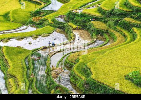 201229 -- PECHINO, 29 dicembre 2020 -- gli agricoltori raccolgono riso al villaggio di Dangniu, Jiabang Township, Congjiang County of South West China S Guizhou Province, 19 settembre 2020. PER ANDARE CON XINHUA TITOLI DI DEC. 29, 2020 CHINA-RURAL WORK-DEVELOPMENT CN YangxWenbin PUBLICATIONxNOTxINxCHN Foto Stock