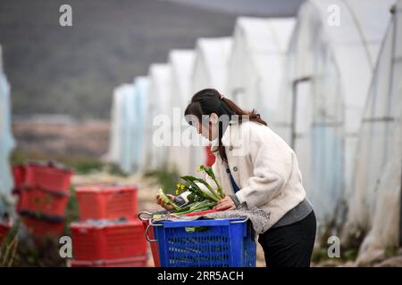 201229 -- YINCHUAN, 29 dicembre 2020 -- Feng Yahong controlla le verdure da trasportare nella contea di Xiji, regione autonoma Ningxia Hui della Cina nord-occidentale, 29 ottobre 2020. Xihaigu, una delle aree più povere della Cina situata a Ningxia, ha visto la sua ultima contea impoverita rimossa dalla lista nazionale della povertà il 16 novembre 2020. La vittoria è un altro punto di riferimento nella campagna della Cina per sradicare la povertà assoluta, durante la quale il potere ha svolto un ruolo indispensabile. Feng Yahong, una donna rurale di 33 anni che vive nelle zone, ha aiutato molte donne locali a liberarsi della povertà guidandole a piantare V Foto Stock