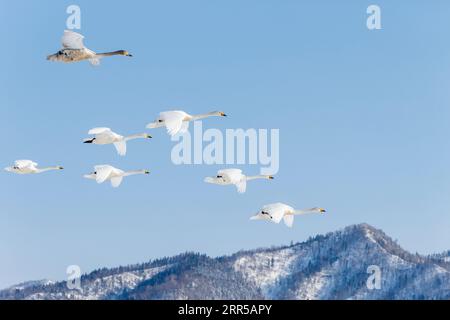 Whooper Swans (Cygnus cygnus), gregge in volo. Gruppo di 5 uccelli a mezz'aria contro il cielo blu con le nuvole. Lago Kussharo, Hokkaido, Giappone Foto Stock