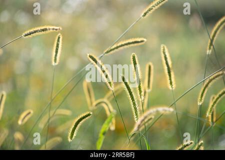 Le erbe crescono contro la luce su un prato in estate. Il sole brilla attraverso le delicate setole lunghe sulle punte dei semi d'erba. Il lungo stalk Foto Stock