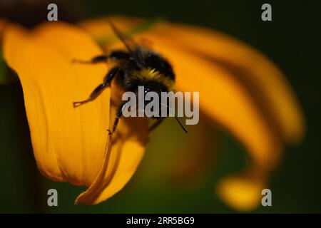 Primo piano di un piccolo bombo seduto sul petalo giallo di un coneflower. Il bumblebee è peloso e a strisce. Sta guardando la telecamera Foto Stock