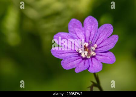 Macro shot di geranio da siedero (geranio pyrenaicum) in fiore Foto Stock