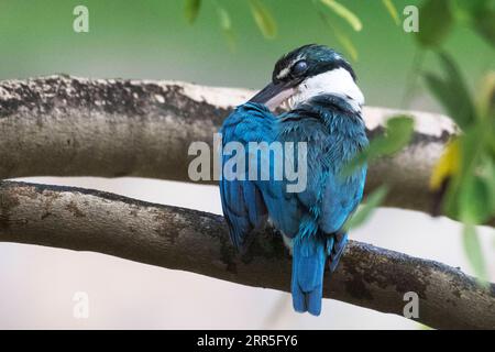 210106 -- PECHINO, 6 gennaio 2021 -- Un kingfisher dal colletto bianco si preserva su un albero vicino al ponte Jiak Kim lungo il fiume Singapore a Singapore, 5 gennaio 2021. XINHUA FOTO DEL GIORNO ThenxChihxWey PUBLICATIONxNOTxINxCHN Foto Stock