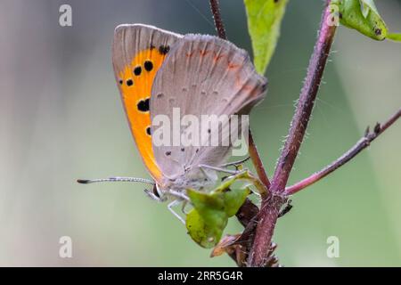 Una farfalla lepidottera si trova appollaiata sulla cima di una foglia, la sua tonalità vivace contrastante con il ramoscello vicino Foto Stock