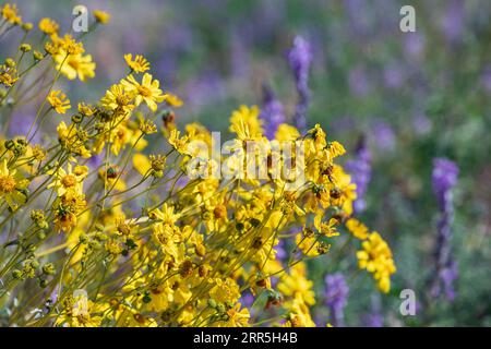 Joshua Tree National Park, California, USA. Fiori di pennello nel Parco Nazionale Joshua Tree. Foto Stock