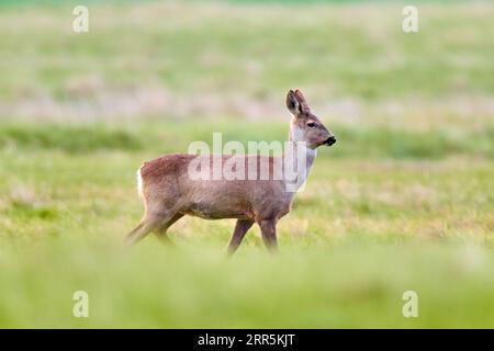 Cervi caprioli, capreolus capreolus, passeggiate su un prato in un fresco ambiente estivo Foto Stock