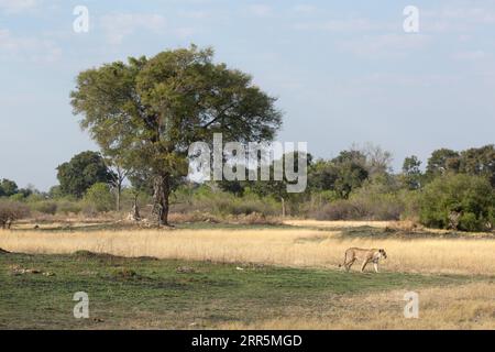 Dopo aver cacciato un branco di Hyenas, una leonessa entra nella savana aperta in cerca di un posto dove riposare. Foto Stock