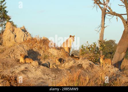 Una leonessa guarda un warthog con i suoi tre cuccioli nella calda luce del mattino. Concessione Kanana, Delta dell'Okavango, Botswana. Foto Stock