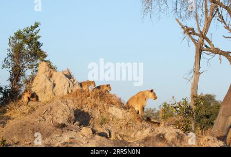 Una leonessa guarda un warthog con i suoi tre cuccioli nella calda luce del mattino. Concessione Kanana, Delta dell'Okavango, Botswana. Foto Stock