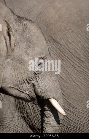 Un profilo laterale di un viso di elefanti africani che mostra lunghe ciglia, occhi, tronco e pelle spessa.Delta dell'Okavango, Botswana. Foto Stock
