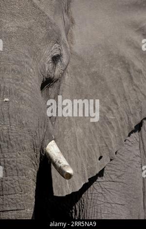 Un profilo laterale di un viso di elefanti africani che mostra lunghe ciglia, occhi, tronco e pelle spessa.Delta dell'Okavango, Botswana. Foto Stock