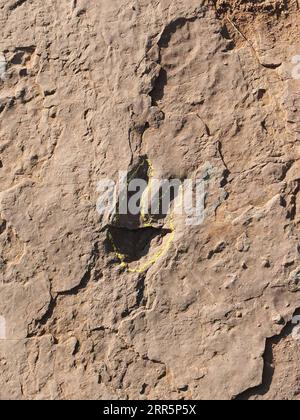 210112 -- FUZHOU, 12 gennaio 2021 -- Un'impronta di dinosauri è stata osservata nel villaggio di Longxiang, Lincheng Township, contea di Shanghang, provincia del Fujian della Cina sud-orientale, 9 novembre 2020. Un team di paleontologi cinesi ha identificato più di 240 impronte di dinosauri fossilizzati nel Fujian della Cina orientale, le prime tracce di attività dei dinosauri trovate nella provincia. Secondo gli scienziati, il sito della pista di dinosauri nella contea di Shanghang, che copre un'area di circa 1.600 metri quadrati, è il più grande e il più diversificato sito di questo tipo scoperto in Cina risalente al Cretaceo superiore. I 80 milioni di anni Foto Stock