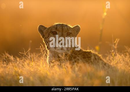 Un ghepardo riposa nella luce dorata del pomeriggio che retroillumina il suo volto. Okavango Delta, Botswana. Foto Stock