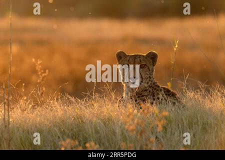 Un ghepardo riposa nella luce dorata del pomeriggio che retroillumina il suo volto. Okavango Delta, Botswana. Foto Stock