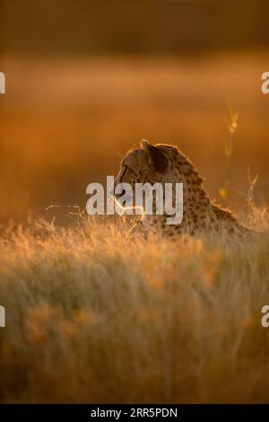 Un ghepardo riposa nella luce dorata del pomeriggio che retroillumina il suo volto. Okavango Delta, Botswana. Foto Stock