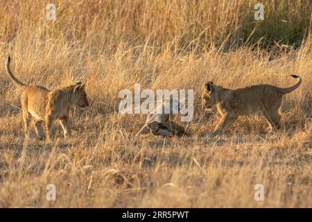 Tre cuccioli giocano nella calda luce del mattino dopo che la madre era tornata al nascondiglio notturno, Kanana Concession, Okavango Delta, Botsw Foto Stock