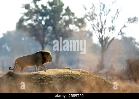 Dopo una lunga mattinata a caccia di un leone maschio si arrampica su un tumulo erboso per osservare la savana circostante. Foto Stock