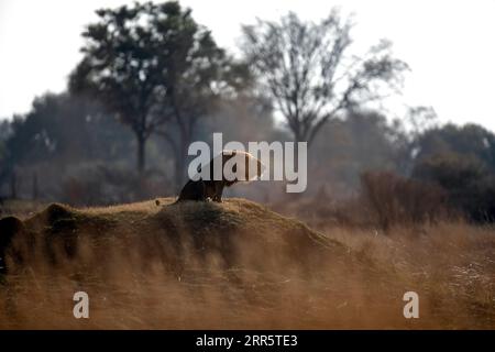 Un leone maschio ruggisce al suo orgoglio dopo una pattuglia mattutina a savannah aperta a Kanana, Delta dell'Okavango, Botswana. Foto Stock