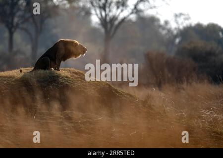 Un leone maschio ruggisce al suo orgoglio dopo una pattuglia mattutina a savannah aperta a Kanana, Delta dell'Okavango, Botswana. Foto Stock