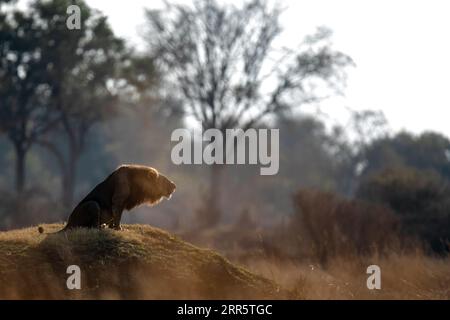 Un leone maschio ruggisce al suo orgoglio dopo una pattuglia mattutina a savannah aperta a Kanana, Delta dell'Okavango, Botswana. Foto Stock