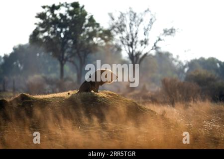 Un leone maschio ruggisce al suo orgoglio dopo una pattuglia mattutina a savannah aperta a Kanana, Delta dell'Okavango, Botswana. Foto Stock