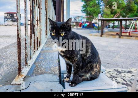 Gatto randagio ad Haifa, Israele. Foto Stock