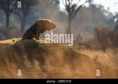 Un leone maschio ruggisce al suo orgoglio dopo una pattuglia mattutina a savannah aperta a Kanana, Delta dell'Okavango, Botswana. Foto Stock