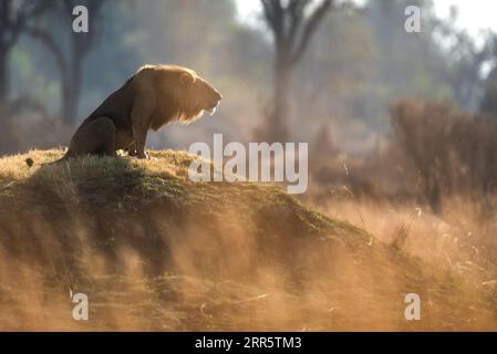 Un leone maschio ruggisce al suo orgoglio dopo una pattuglia mattutina a savannah aperta a Kanana, Delta dell'Okavango, Botswana. Foto Stock