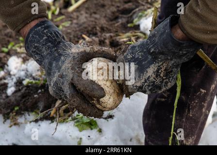 210121 -- SRINAGAR, 21 gennaio 2021 -- Un contadino toglie i prati innevati durante la raccolta nella città di Srinagar, la capitale estiva del Kashmir controllato dagli indiani, 21 gennaio 2021. KASHMIR-AGRICULTURE-RADISH-SNOW-HARVESTING JavedxDar PUBLICATIONxNOTxINxCHN Foto Stock