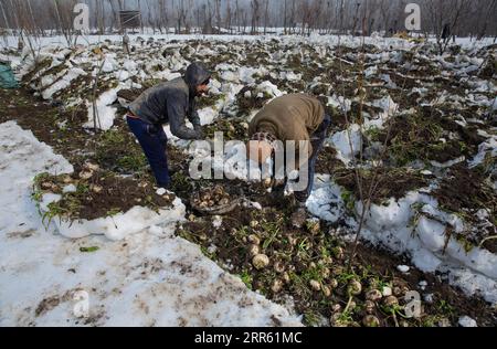 210121 -- SRINAGAR, 21 gennaio 2021 -- gli agricoltori prendono il ravanello dai campi innevati durante il raccolto nella città di Srinagar, la capitale estiva del Kashmir controllato dagli indiani, 21 gennaio 2021. KASHMIR-AGRICULTURE-RADISH-SNOW-HARVESTING JavedxDar PUBLICATIONxNOTxINxCHN Foto Stock