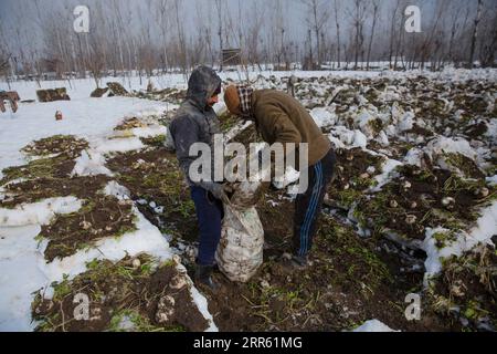 210121 -- SRINAGAR, 21 gennaio 2021 -- gli agricoltori prendono il ravanello dai campi innevati durante il raccolto nella città di Srinagar, la capitale estiva del Kashmir controllato dagli indiani, 21 gennaio 2021. KASHMIR-AGRICULTURE-RADISH-SNOW-HARVESTING JavedxDar PUBLICATIONxNOTxINxCHN Foto Stock