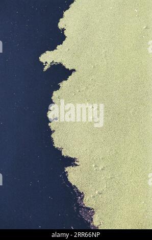 Vista ad alto angolo delle alghe verdi sullo stagno con texture Foto Stock