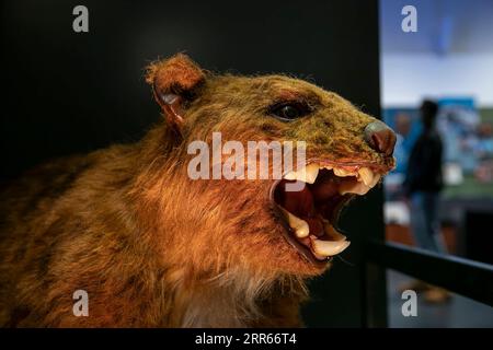 210128 -- SYDNEY, 28 gennaio 2021 -- una mostra è stata esposta all'Australian Museum di Sydney, Australia, 28 gennaio 2021. Un programma serale estivo lanciato dal Museo Australiano ha fornito la migliore occasione per vivere la scena del successo di Hollywood Night at the Museum. Situato nel centro di Sydney, l'Australian Museum è il museo più antico del paese con una storia di oltre 190 anni. Dopo 15 mesi di ristrutturazione, il museo ha riaperto al pubblico nel novembre dello scorso anno. Il programma serale estivo, che prevede orari prolungati ogni giovedì da gennaio a marzo 2021, offre ai visitatori la possibilità di partecipare al programma Foto Stock