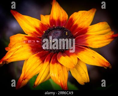 Rudbeckia [Gloriosa Daisy] primo piano Banff Alberta Foto Stock