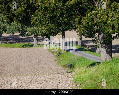 Strada vuota lungo gli alberi durante l'estate Foto Stock