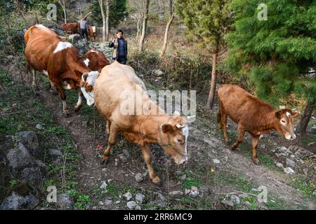 210222 -- QIANXI, 22 febbraio 2021 -- Yang Kaiji del gruppo eterotico di Miao ritorna con bestiame pascolo nel villaggio di Huawu, contea di Qianxi della città di Bijie, provincia di Guizhou della Cina sud-occidentale, 20 febbraio 2021. Situato nella profonda area montuosa di Xinren Miao Township di Guizhou, il villaggio di Huawu è famoso per i suoi incredibili paesaggi. Negli ultimi anni, con gli sforzi del governo locale, il villaggio sviluppa la piantagione, la coltivazione e il turismo, trasferendo al contempo le persone colpite dalla povertà. Al giorno d'oggi Huawu ha assunto un nuovo look nel nuovo anno, con varie industrie che salutano lo sviluppo in forte espansione. CHINA-GUIZHOU-HU Foto Stock