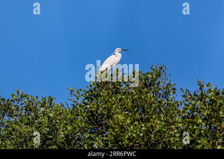 210225 -- LAS PINAS CITY, 25 febbraio 2021 -- Una grande egretta poggia su un albero di mangrovie al Las Pinas-Paranaque Wetland Park a Las Pinas City, Filippine, 25 febbraio 2021. FILIPPINE-LAS PINAS-WETLAND PARK-MIGRATORY BIRDS ROUELLEXUMALI PUBLICATIONXNOTXINXCHN Foto Stock