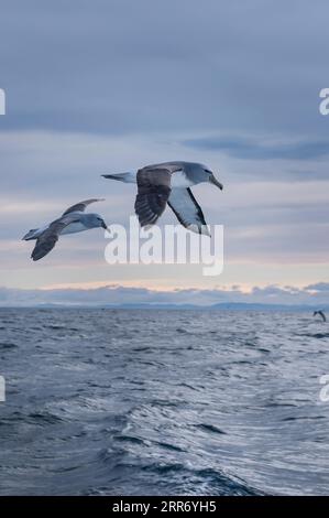 210305 -- WELLINGTON, 5 marzo 2021 -- foto del file fornita dal National Institute of Water and Atmospheric Research della nuova Zelanda NIWA mostra gli uccelli marini che volano sopra i mari d'altura il 16 agosto 2019. Una ricerca scientifica pubblicata giovedì ha mostrato che gli uccelli marini trascorrono quasi il 40% del loro tempo in alto mare, evidenziando la necessità di una cooperazione internazionale per garantire la loro sopravvivenza. Uno sforzo globale dei ricercatori di uccelli marini, compresi quelli della nuova Zelanda NIWA, ha portato alla prima valutazione di dove gli uccelli marini più minacciati del mondo trascorrono il loro tempo. Foto di /Xinhua NEW ZEALAND-HIGH Foto Stock