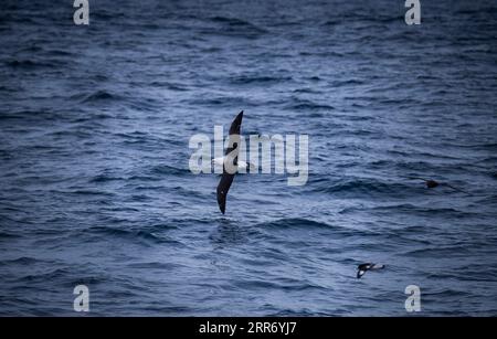 210305 -- WELLINGTON, 5 marzo 2021 -- foto del file fornita dal National Institute of Water and Atmospheric Research della nuova Zelanda NIWA mostra gli uccelli marini che volano sopra i mari d'altura il 16 agosto 2019. Una ricerca scientifica pubblicata giovedì ha mostrato che gli uccelli marini trascorrono quasi il 40% del loro tempo in alto mare, evidenziando la necessità di una cooperazione internazionale per garantire la loro sopravvivenza. Uno sforzo globale dei ricercatori di uccelli marini, compresi quelli della nuova Zelanda NIWA, ha portato alla prima valutazione di dove gli uccelli marini più minacciati del mondo trascorrono il loro tempo. Foto di /Xinhua NEW ZEALAND-HIGH Foto Stock