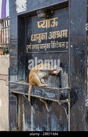 Vrindavan, Uttar Pradesh, 18 ottobre 2019: Sul lato di una strada una scimmia assetata che beve acqua dal rubinetto creato per le persone comuni nella città Santa Foto Stock