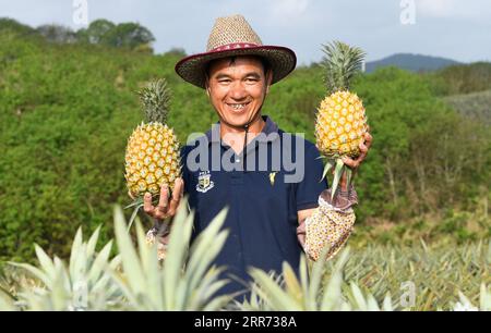 News Bilder des Tages China, Ananas-Ernte in Provinz Hainan 210310 -- WANNING, 10 marzo 2021 -- un dipendente espone ananas raccolti al villaggio di Fengyuan a Longgun Township di Wanning City, nella provincia di Hainan della Cina meridionale, 10 marzo 2021. CHINA-HAINAN-WANNING-PINEAPPLE-HARVESTCN YangxGuanyu PUBLICATIONxNOTxINxCHN Foto Stock