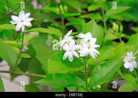 fiore di gelsomino arabo Foto Stock