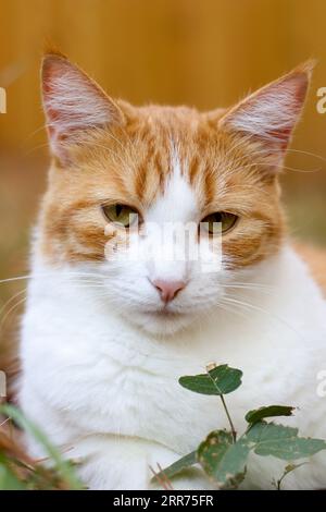 Gatto dello zenzero steso tra le foglie sul terreno all'aperto, sotto il caldo sole estivo Foto Stock