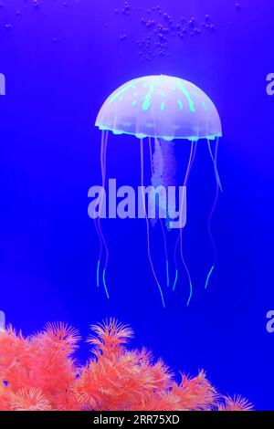 meduse e coralli su sfondo blu Foto Stock