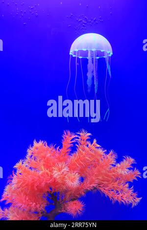 meduse e coralli su sfondo blu Foto Stock