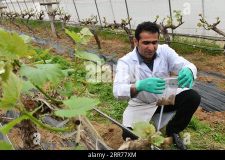 210318 -- XI AN, 18 marzo 2021 -- Abdul Ghaffar Shar raccoglie campioni di suolo in una piantagione di ciliegie della zona di dimostrazione industriale hi-tech agricola di Yangling nella provincia dello Shaanxi della Cina nord-occidentale, 17 marzo 2021. Abdul Ghaffar Shar, 30 anni, è uno studente di dottorato pakistano nella Northwest Agriculture and Forestry University (NWAFU) della Cina. Shar sta facendo ricerche sulla nutrizione delle piante per il suo dottorato. Dopo aver conseguito la laurea in agricoltura presso la Sindh Agriculture University in Pakistan nel 2014, Shar ha deciso di proseguire i suoi studi nella NWAFU cinese. Shar ha imparato a parlare il mandarino An Foto Stock