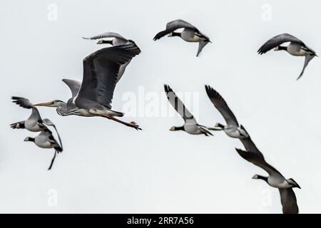 Airone grigio con oche di barnacle in volo Foto Stock