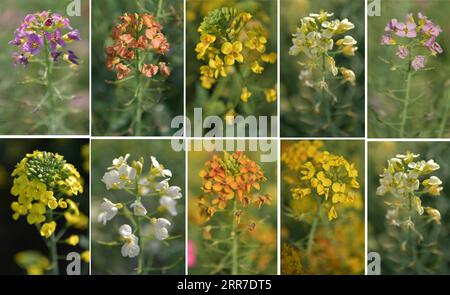 210326 -- NANCHANG, 26 marzo 2021 -- foto combinata scattata il 24 marzo 2021 mostra fiori di cole di diversi colori in un campo sperimentale presso l'Università agricola Jiangxi di Nanchang, nella provincia orientale dello Jiangxi. Il professor fu è impegnato nella ricerca dei fiori di cole da 18 anni. I fiori di cole che ha coltivato non sono solo di bell'aspetto, ma hanno anche un'elevata resa di olio. Anche se il processo di riproduzione del colore non è facile, nella vista di fu Donghui, fiori di cole colorati hanno molti benefici tra cui resistenza alle malattie e resistenza di alloggio. Oltre alla ricerca sui fiori di cole, anche il professor fu Foto Stock